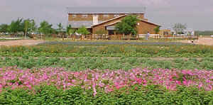 Wildflower Seed Farm